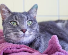 <p>Eira nr ew 1149/25 - Eira to przeurocza, około 2-letnia kotka, kt&oacute;ra trafiła do schroniska jako znaleziona.</p>
<p>Jest przyjazna, łagodna i spokojna &mdash; lubi towarzystwo człowieka oraz ceni sobie spok&oacute;j i czułość.</p>
<p>Eira jest gotowa, by rozpocząć nowe życie w kochającym domu.</p>