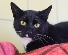 <p>Wiko nr ew 603/25 - Wiko to około 3-letni kocurek, znaleziony na ulicy. Ma eleganckie czarne futerko z białymi dodatkami, kt&oacute;re nadają mu wyjątkowego uroku.</p>
<p>Niedawno przeszedł amputację łapki, ale dzielnie sobie radzi i uczy się życia na nowo.</p>
<p>Na razie jest bardzo zestresowany i&nbsp; unika kontaktu z ludźmi. Potrzebuje czasu, spokoju i cierpliwości, by zn&oacute;w zaufać człowiekowi.</p>
<p>Wierzymy, że już wkr&oacute;tce Wiko otworzy się i pokaże swoje prawdziwe, kocie serce.</p>