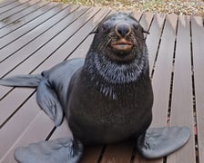 <p>Na wybiegu zewnętrznym kotik&oacute;w. Na zdjęciu Nelson</p>