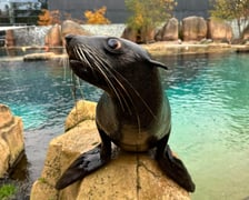 Na wybiegu zewnętrznym kotików