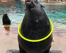 Na wybiegu zewnętrznym kotików