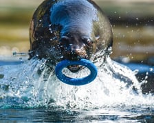 Na wybiegu zewnętrznym kotików