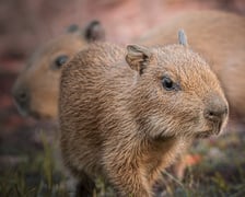 Młode kapibary z wrocławskiego zoo