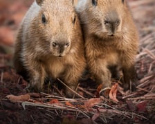 Młode kapibary z wrocławskiego zoo