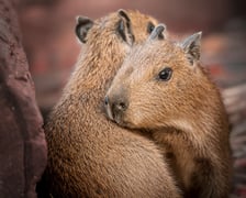 Młode kapibary z wrocławskiego zoo