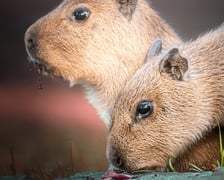 Młode kapibary z wrocławskiego zoo