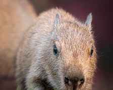 Młode kapibary z wrocławskiego zoo