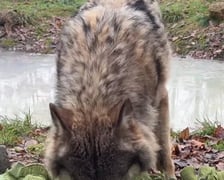 <p>Wilki z ZOO Wrocław węszą w macie zapachowej, czekają tam smakołyki</p>