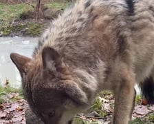 <p>Wilki z ZOO Wrocław węszą w macie zapachowej, czekają tam smakołyki</p>