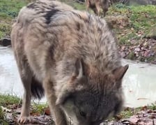 <p>Wilki z ZOO Wrocław węszą w macie zapachowej, czekają tam smakołyki</p>