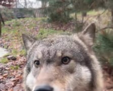<p>Wilki z ZOO Wrocław węszą w macie zapachowej, czekają tam smakołyki</p>