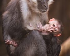 Mała mangaba rudoczelna z mamą