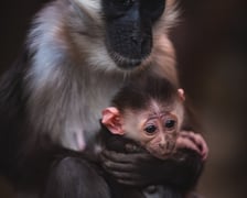 Mała mangaba rudoczelna z mamą