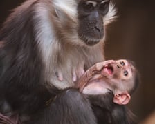 Mała mangaba rudoczelna z mamą