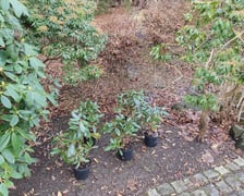 Zimowe nasadzenia w Ogrodzie Japońskim we Wrocławiu