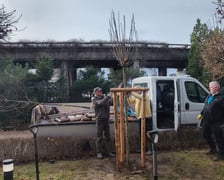 Zimowe nasadzenia w Ogrodzie Japońskim we Wrocławiu