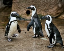 <p>Pingwiny przylądkowe</p>