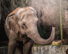 <p>Słonica indyjska</p>