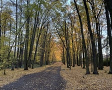 Aleja Romera w Parku Grabiszyńskim.