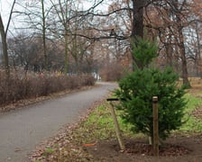 Drzewa posadzone na Armii Krajowej. Na niemal całej długości alei przybędzie ponad 600 drzew