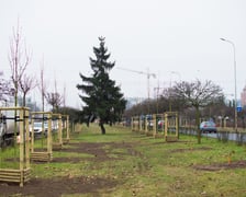 Drzewa posadzone na Armii Krajowej. Na niemal całej długości alei przybędzie ponad 600 drzew