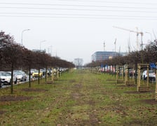 Drzewa posadzone na Armii Krajowej. Na niemal całej długości alei przybędzie ponad 600 drzew
