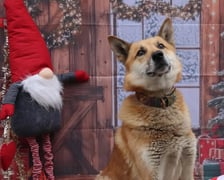 Zdjęcie ze świątecznej sesji Ekostraży