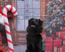 Zdjęcie ze świątecznej sesji Ekostraży