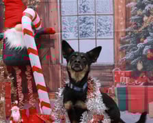 Zdjęcie ze świątecznej sesji Ekostraży