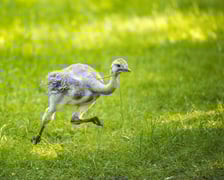 <p>Nandu plamiste</p>