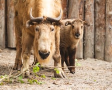 <p>Młody złoty takin z mamą</p>