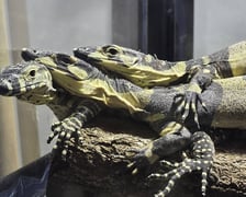 <p>warany kolorowe</p>