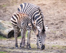 <p>Zebra Chapmana</p>