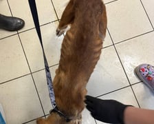 Jeden z psów odebranych podczas interwencji na Rakowcu