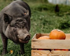 Rok 2025 we wrocławskim Schronisku dla Bezdomnych Zwierząt