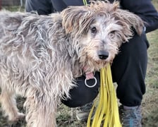 Rok 2025 we wrocławskim Schronisku dla Bezdomnych Zwierząt