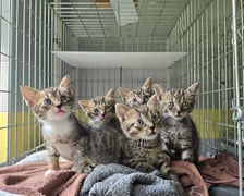 Rok 2025 we wrocławskim Schronisku dla Bezdomnych Zwierząt