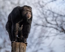 Te i wiele innych zwierząt możecie spotkać podczas zimowego zwiedzania wrocławskiego zoo