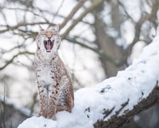 Te i wiele innych zwierząt możecie spotkać podczas zimowego zwiedzania wrocławskiego zoo