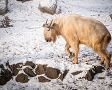 Te i wiele innych zwierząt możecie spotkać podczas zimowego zwiedzania wrocławskiego zoo