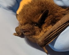 <p>Karlik ze złamanym skrzydłem</p>