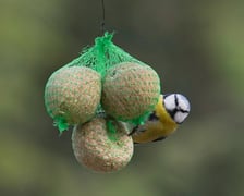 <p>Na zdjęciach Ogr&oacute;d Botaniczny Uniwersytetu Wrocławskiego czynny zimą w soboty i niedziele</p>