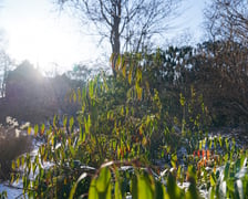<p>Na zdjęciach Ogr&oacute;d Botaniczny Uniwersytetu Wrocławskiego czynny zimą w soboty i niedziele</p>