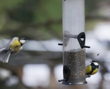 <p>Na zdjęciach Ogr&oacute;d Botaniczny Uniwersytetu Wrocławskiego czynny zimą w soboty i niedziele</p>