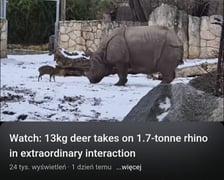 Mundżak i samica nosorożca robią w sieci zawrotną karierę