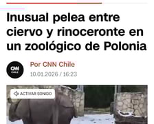 Mundżak i samica nosorożca robią w sieci zawrotną karierę