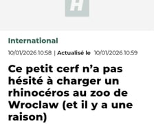 Mundżak i samica nosorożca robią w sieci zawrotną karierę