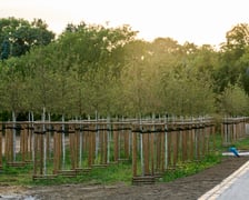 <p>Nasadzenia zieleni w Ogrodach Szczytnickich</p>