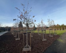 <p>Nasadzenia zieleni w Ogrodach Szczytnickich</p>