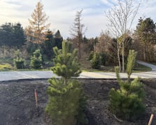 <p>Nasadzenia zieleni w Ogrodach Szczytnickich</p>